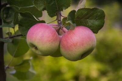 На яблоне появился лишайник: какое простое средство спасет дерево - belnovosti.by