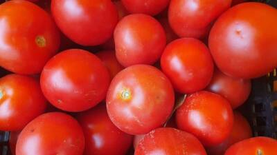 Как не получить кислые помидоры: какое средство нужно рассыпать вокруг кустов - belnovosti.by