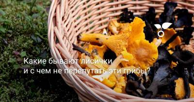 Какие бывают лисички и с чем не перепутать эти грибы? - botanichka.ru - Россия