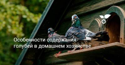 Особенности содержания голубей в домашнем хозяйстве - botanichka.ru