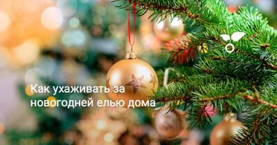 Как ухаживать за новогодней елью дома - botanichka.ru