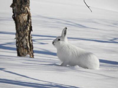 Как зимой защитить деревья в саду от зайцев: поможет пластиковая бутылка - belnovosti.by