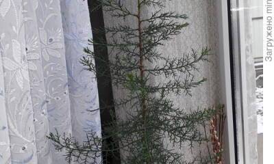 Кипарис - южное растение из легенд и мифов, которое может и елочку на Новый год заменить - 7dach.ru - Крым