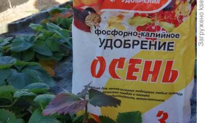 Осеннее питание для клубники в высоких грядках - 7dach.ru