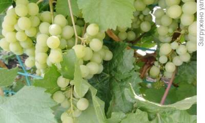 Мой секрет хорошего укрытия винограда - 7dach.ru - г. Виноград