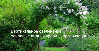 Вертикальное озеленение — основные виды и правила организации - botanichka.ru