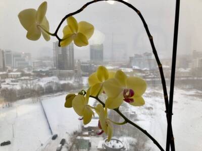 Какие цветы удобрять зимой? - oblgazeta.ru - Екатеринбург
