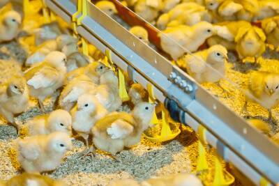 Как выращивать цыплят: особенности, профилактика и лечение заболеваний - fermilon.ru