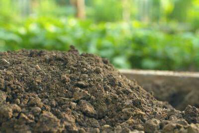 Какая почва на вашем участке – как определить и улучшить состав грунта - ogorod.ru
