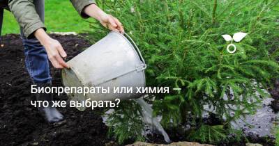 Биопрепараты или химия — что же выбрать? - botanichka.ru