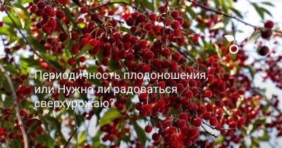 Периодичность плодоношения, или Нужно ли радоваться сверхурожаю? - botanichka.ru