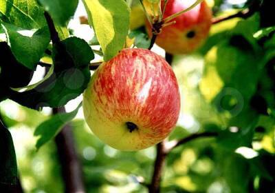 Как пересадить яблоню летом на другое место - fermilon.ru