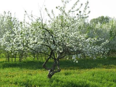 Как правильно садить яблоню весной в Сибири - fermilon.ru