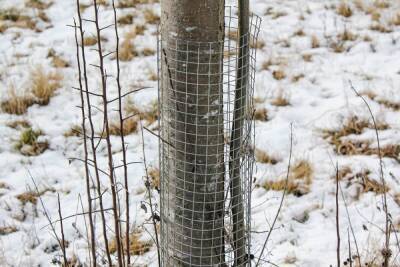 Как защитить яблони от мышей и зайцев зимой - ogorod.ru