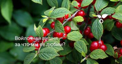 Войлочная вишня — за что мы её любим? - botanichka.ru - Китай - Япония - Монголия - Корея