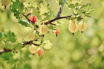 Чем подкормить крыжовник, чтобы получить ягоды размером со сливу: хитрости дачников - belnovosti.by