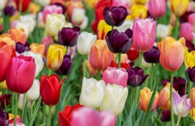 Что стоит посадить рядом с тюльпанами, чтобы защитить цветы от мышей - belnovosti.by