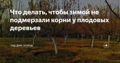 Что делать, чтобы зимой не подмерзали корни у плодовых деревьев - zen.yandex.ru