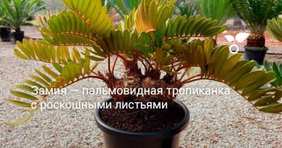 Замия — пальмовидная тропиканка с роскошными листьями - botanichka.ru