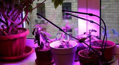 Каким комнатным растениям жизненно необходима досветка зимой? - supersadovnik.ru