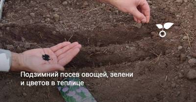 Подзимний посев овощей, зелени и цветов в теплице - botanichka.ru