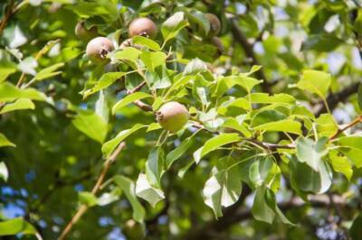 Где нужно сажать грушу, чтобы дерево было увешано плодами: секреты, о которых забывают - belnovosti.by