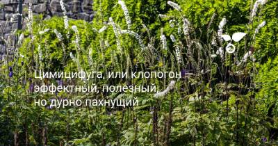 Цимицифуга, или клопогон — эффектный, полезный, но дурно пахнущий - botanichka.ru - Ссср