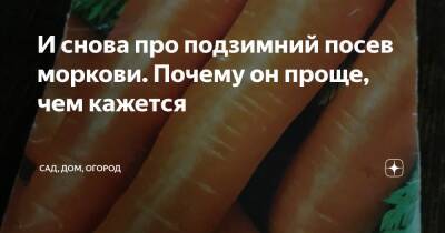 И снова про подзимний посев моркови. Почему он проще, чем кажется - zen.yandex.ru