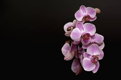 О чем говорят липкие капли на листьях у орхидеи: хозяйкам на заметку - belnovosti.by