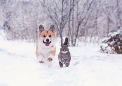 Зимовка с собакой и котом на даче (в вопросах и ответах) - ogorod.ru