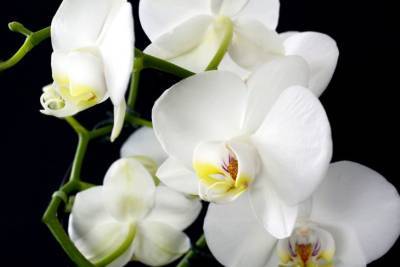 Как использовать чеснок для орхидей: хитрость, которой пользуются молодые хозяйки - belnovosti.by