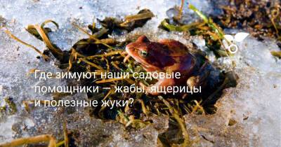 Где зимуют наши садовые помощники — жабы, ящерицы и полезные жуки? - botanichka.ru