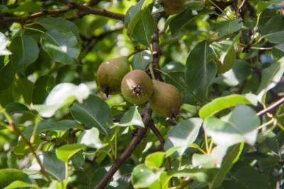 Как заставить плодоносить грушу на следующий год, посаженную этой осенью: 3 секрета огородника - belnovosti.by