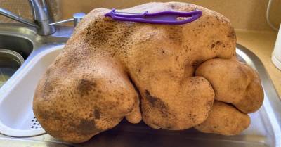 ФОТО. "Страшила Даг": в Новой Зеландии нашли, наверное, самую тяжелую картофелину в мире - rus.delfi.lv - Новая Зеландия