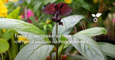 Такка — экстравагантная «летучая мышь» на подоконнике - botanichka.ru