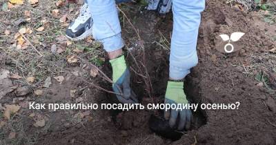 Как правильно посадить смородину осенью? - botanichka.ru