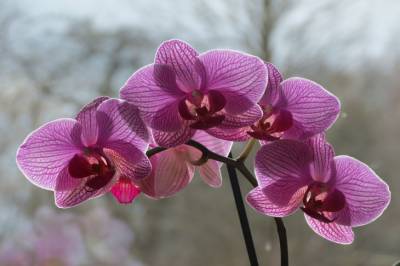 Как поливать орхидеи, чтобы они цвели круглый год: ошибки неопытных хозяек - belnovosti.by