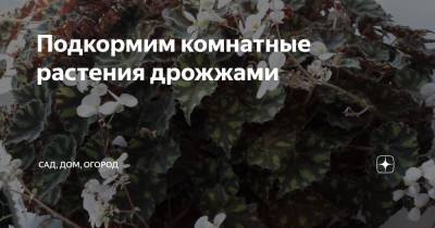 Подкормим комнатные растения дрожжами - zen.yandex.ru