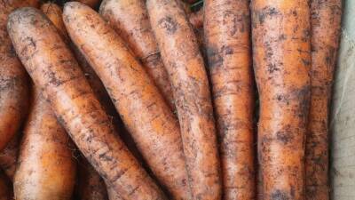 Что нужно внести в почву осенью, чтобы летом морковь выросла ровной и крупной, а не кривой: дачная хитрость - belnovosti.by
