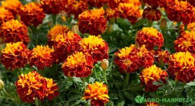 Позитивный сад: ТОП-7 оранжевых цветов - agro-market24.ru