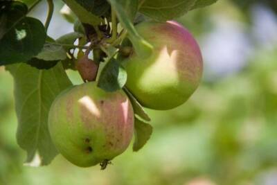 Чем можно заделать дупло на яблоне: хитрость, которая увеличит урожай - belnovosti.by