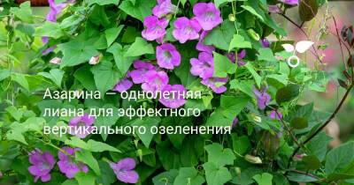 Азарина — однолетняя лиана для эффектного вертикального озеленения - botanichka.ru