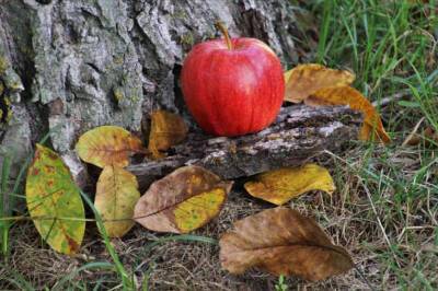 Что делать, если на яблоне трескается и отслаивается кора - belnovosti.by