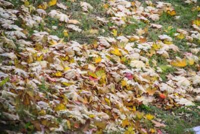 Как дачнику использовать разумно опавшие листья: 3 практичных способа - belnovosti.by