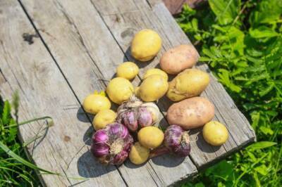 Что добавляют в лунку при посадке картофеля, чтобы избавиться от проволочника навсегда: деревенский секрет - belnovosti.by