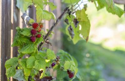 Как увеличить урожай малины с помощью золы: хитрость опытных садоводов - belnovosti.by