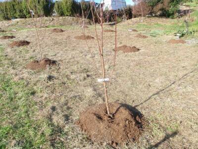 Как садить яблоню весной на Урале - fermilon.ru