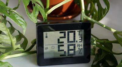 Какая температура нужна комнатным растениям? - supersadovnik.ru - Россия
