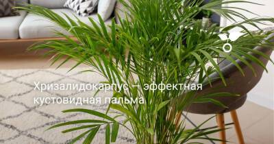 Хризалидокарпус — эффектная кустовидная пальма - botanichka.ru