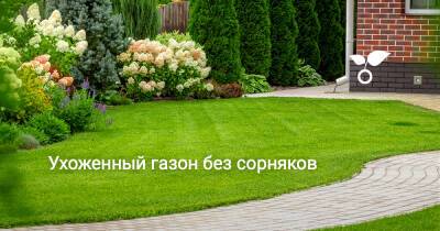 Ухоженный газон без сорняков - botanichka.ru